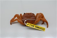 藏品(白紋方蟹)的圖片